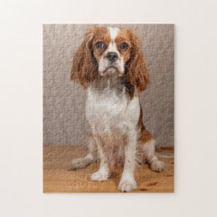 Blenheim Cavalier King Charles Spaniel Welpe Hund Puzzle