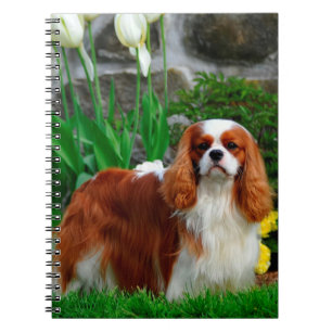 Blenheim Cavalier König Charles Spaniel Hund Notizblock