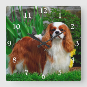 Blenheim Cavalier König Charles Spaniel Hund Quadratische Wanduhr