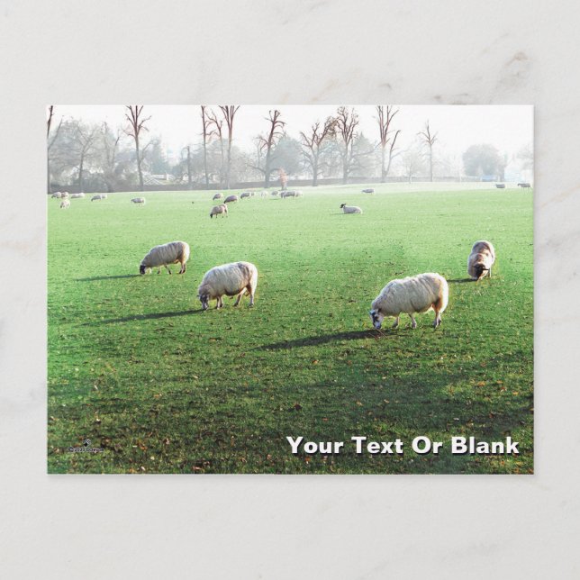Blenheim Palace Sheep Feiertagspostkarte (Vorderseite)