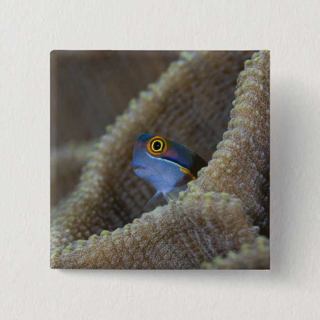 Blenny fish Blenniidae), die sich den Kopf raussch Button (Vorderseite)
