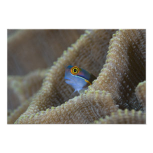 Blenny fish Blenniidae), die sich den Kopf raussch Fotodruck
