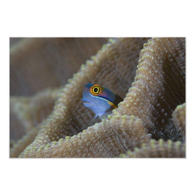 Blenny fish Blenniidae), die sich den Kopf raussch Fotodruck (Vorne)
