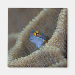 Blenny fish Blenniidae), die sich den Kopf raussch Magnet