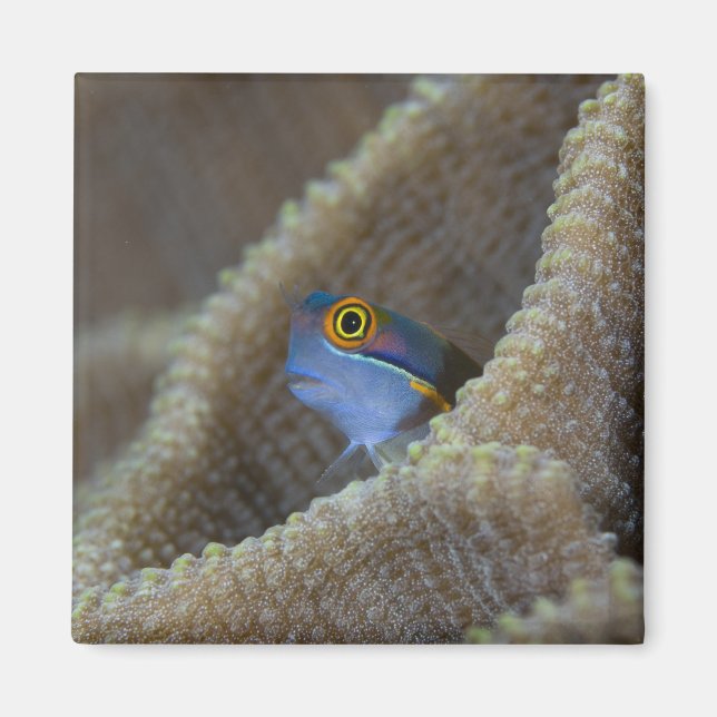 Blenny fish Blenniidae), die sich den Kopf raussch Magnet (Vorne)