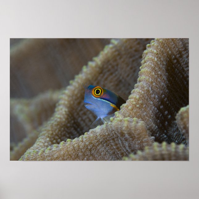 Blenny fish Blenniidae), die sich den Kopf raussch Poster (Vorne)