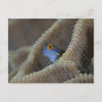 Blenny fish Blenniidae), die sich den Kopf raussch