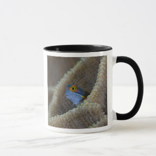 Blenny fish Blenniidae), die sich den Kopf raussch Tasse