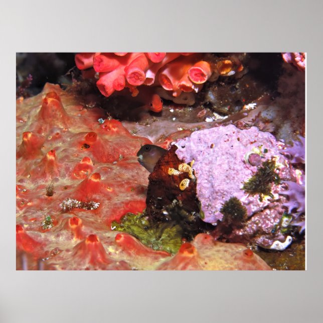 Blenny Peeking Poster (Vorne)