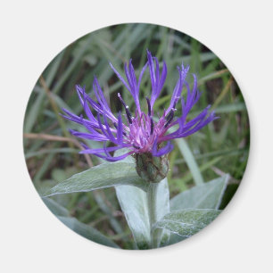 Bleuet Magnet