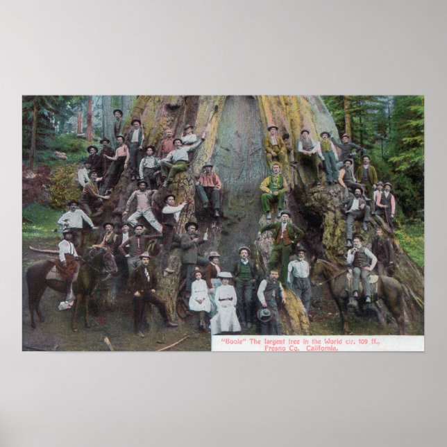 Blick auf Boole, den größten Baum der Welt Poster (Vorne)