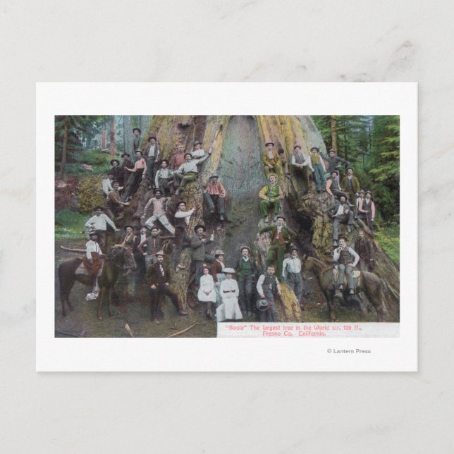 Blick auf Boole, den größten Baum der Welt Postkarte (Vorderseite)