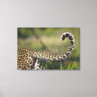 Blick auf den Leoparden-Schwanz (Panthera pardus), Leinwanddruck