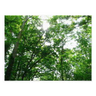 Blick auf die Bäume des Sommers Fotodruck