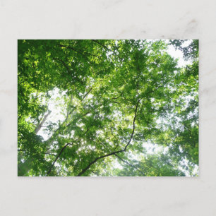 Blick auf die Bäume des Sommers Postkarte