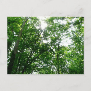 Blick auf die Bäume des Sommers Postkarte