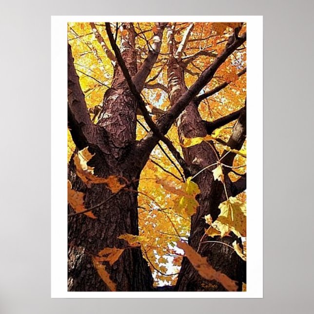 Blick auf die Baumstämme Poster (Vorne)