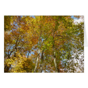 Blick auf die Herbstlaub III farbenfrohe Foliage
