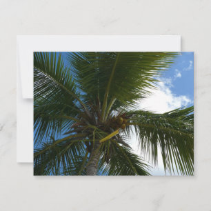 Blick auf die tropische Natur der Kokospalme