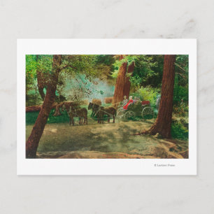 Blick auf eine Bühne Coach unter den großen Bäumen Postkarte