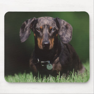 Blick auf einen Dapple-farbenen Dachshund Mousepad