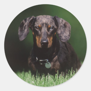 Blick auf einen Dapple-farbenen Dachshund Runder Aufkleber