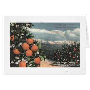 Blick auf einen orangefarbenen Obstgarten mit Berg