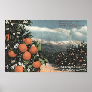Blick auf einen orangefarbenen Obstgarten mit Berg Poster