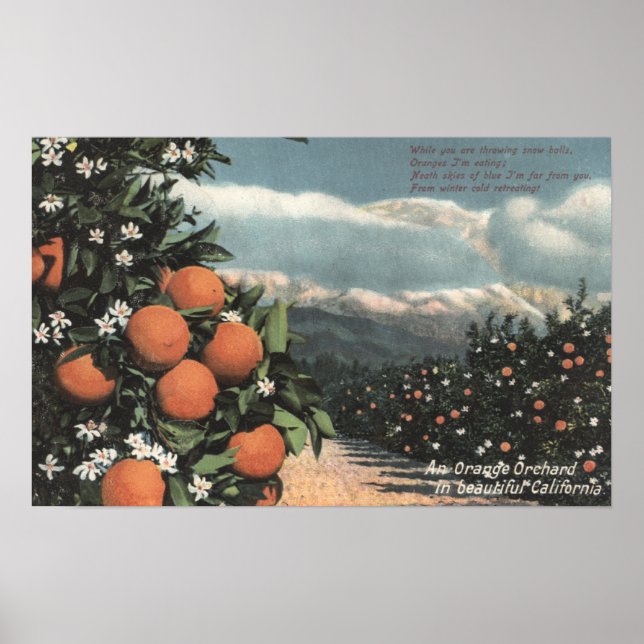 Blick auf einen orangefarbenen Obstgarten mit Berg Poster (Vorne)