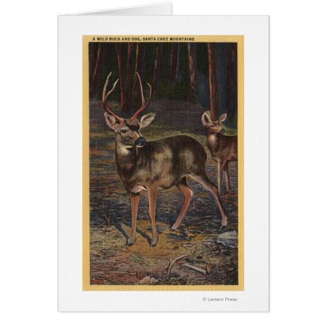 Blick auf einen wilden Buck & Doe (Vorne)