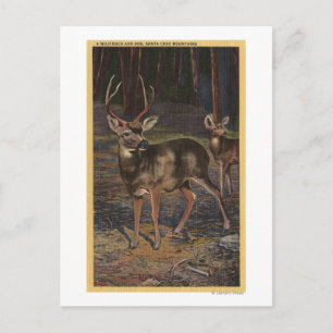 Blick auf einen wilden Buck & Doe Postkarte