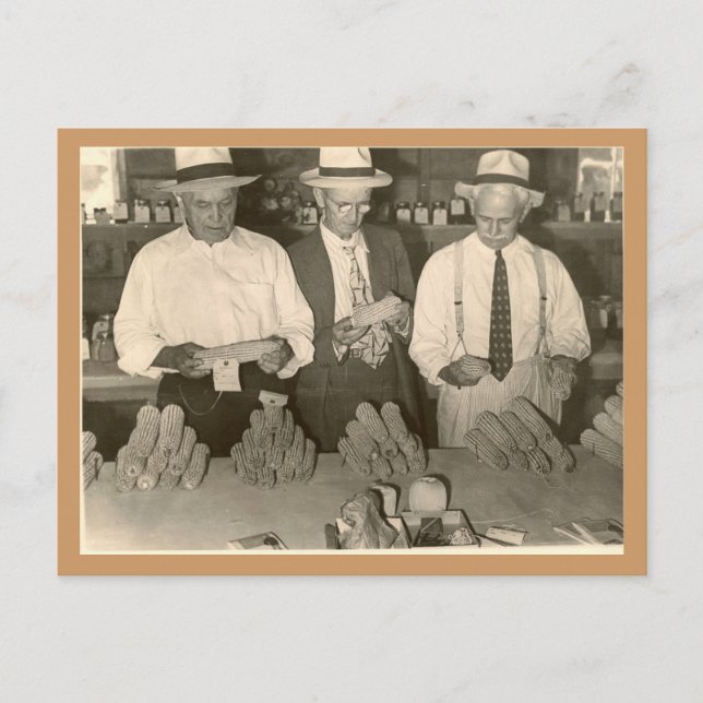 Blick auf Mais Postkarte (Vorderseite)