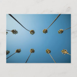 Blick auf Palmen (Altadena, CA) Postkarte