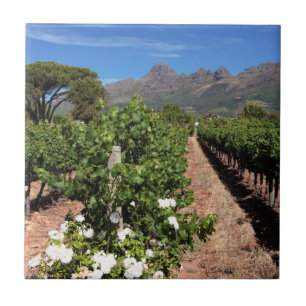 Blick auf Weinberge. Stellenbosch Fliese