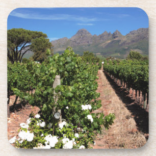 Blick auf Weinberge. Stellenbosch Getränkeuntersetzer