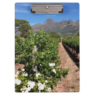 Blick auf Weinberge. Stellenbosch Klemmbrett