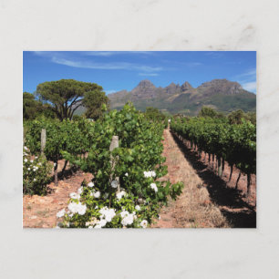 Blick auf Weinberge. Stellenbosch Postkarte