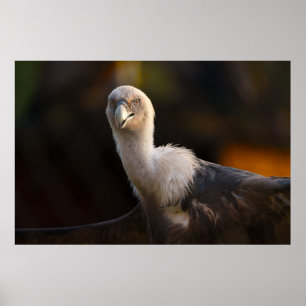 Blick des Geiers Poster