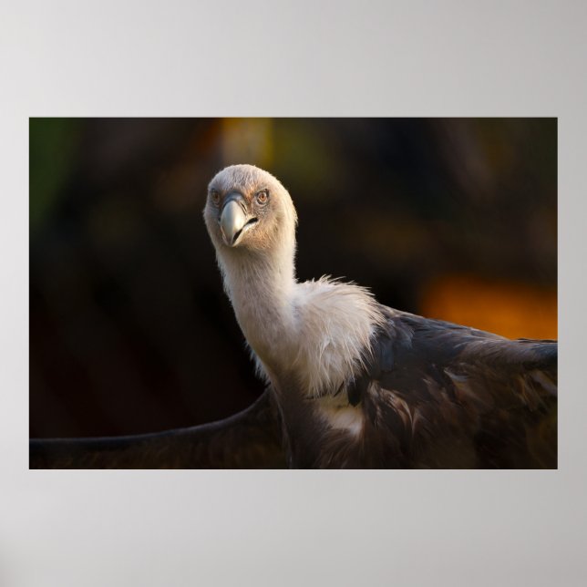 Blick des Vulkans Poster (Vorne)