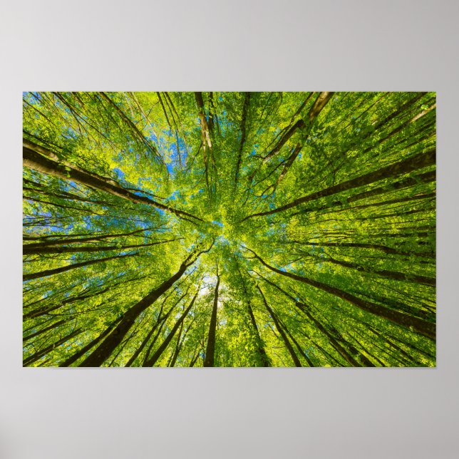 Blick durch grüne Blätter Poster (Vorne)