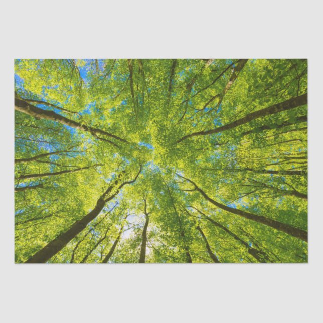 Blick durch grüne Blätter Seidenpapier (Vorderseite)