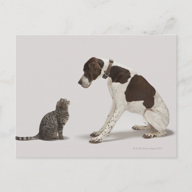 Blick hinunter auf Katze Postkarte (Vorderseite)