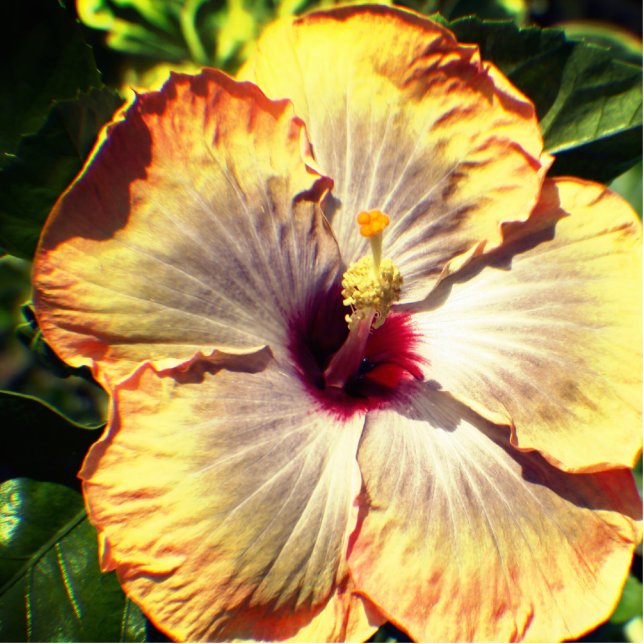 Blick in die Pfirsich und die Gelbe Blume Freistehende Fotoskulptur (Vorne)