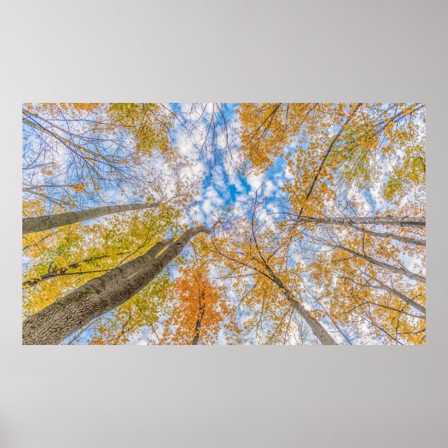 Blick vom Waldboden aus Poster (Vorne)