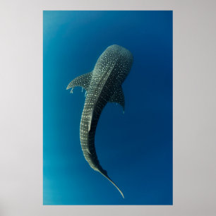 Blick von oben auf einen Walhai Poster