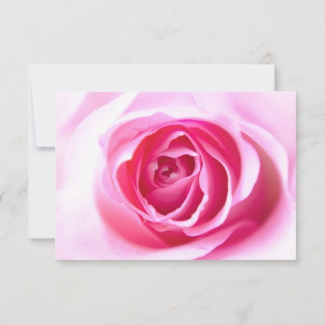 Blickende Rose (Vorderseite)
