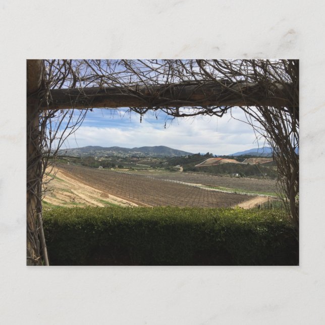 Blickpunkt des Weingartens Postkarte (Vorderseite)