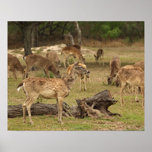Blind-Deer-Plakat Poster (Vorne)