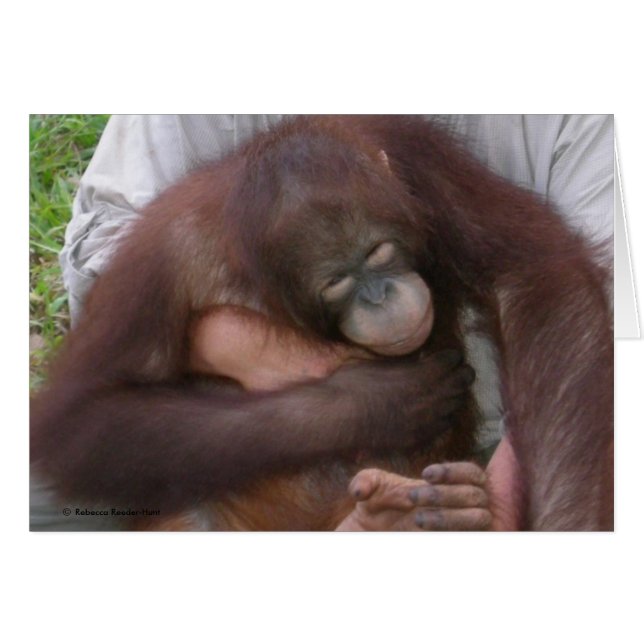 Blindes Baby Orangutan Überwindung von Behinderung (Vorderseite (Horizontal))