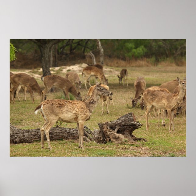 Blindes Hirschposter Poster (Vorne)